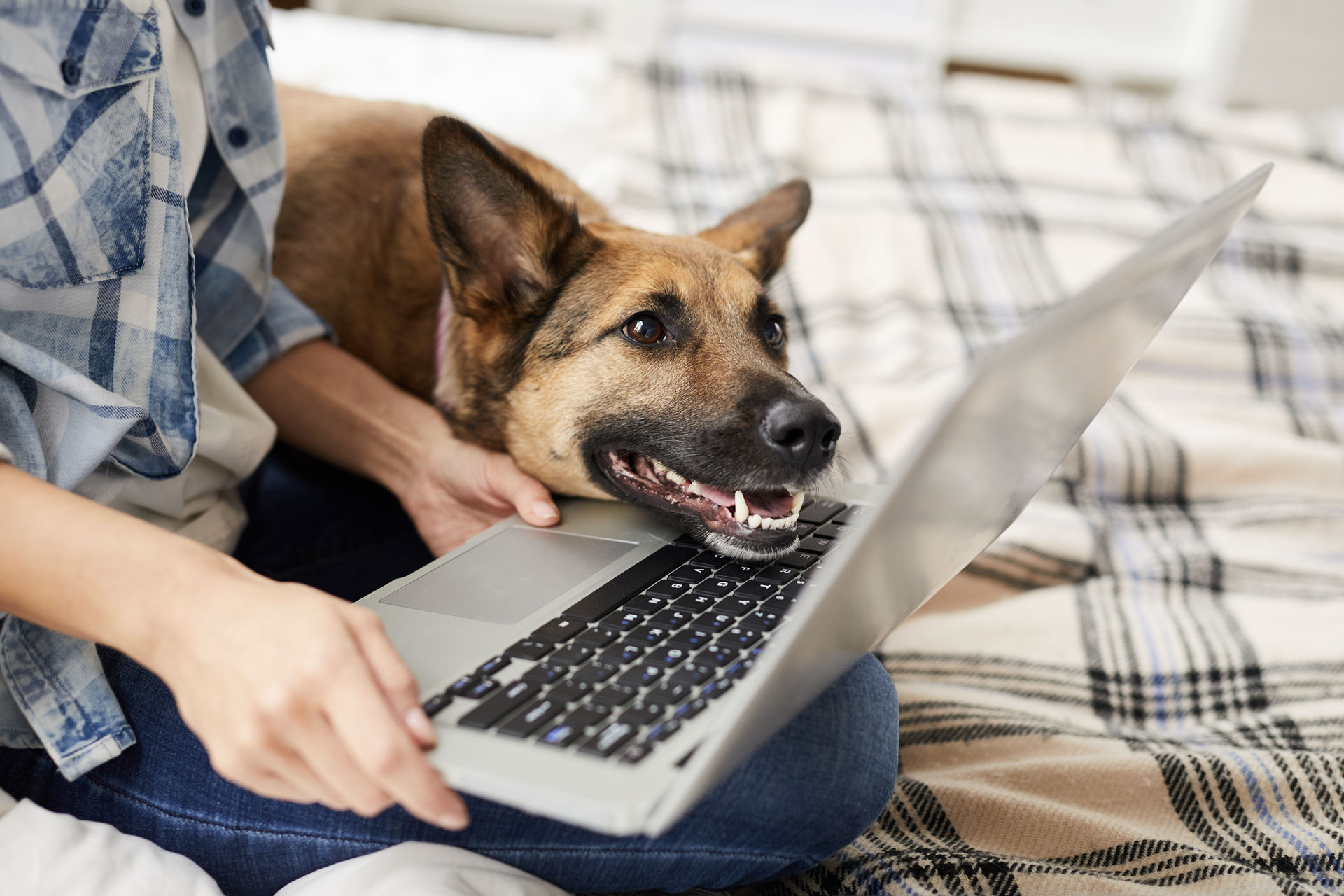 Happy dog looking at laptop screen